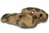 Fossil Mud Lobster (Thalassina) - Gunn Poin, Australia #307769-2